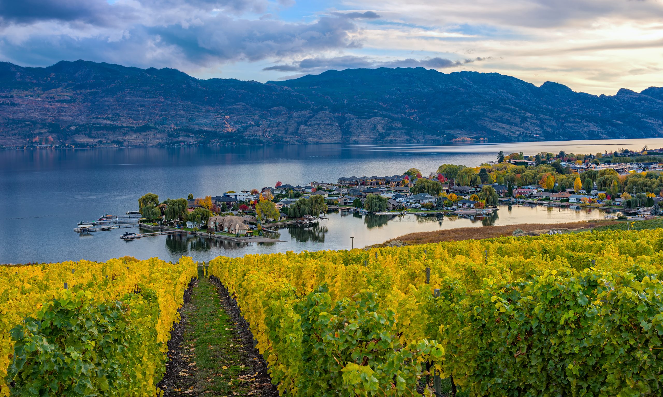 Vineyard Overlooking Lake Okanagan