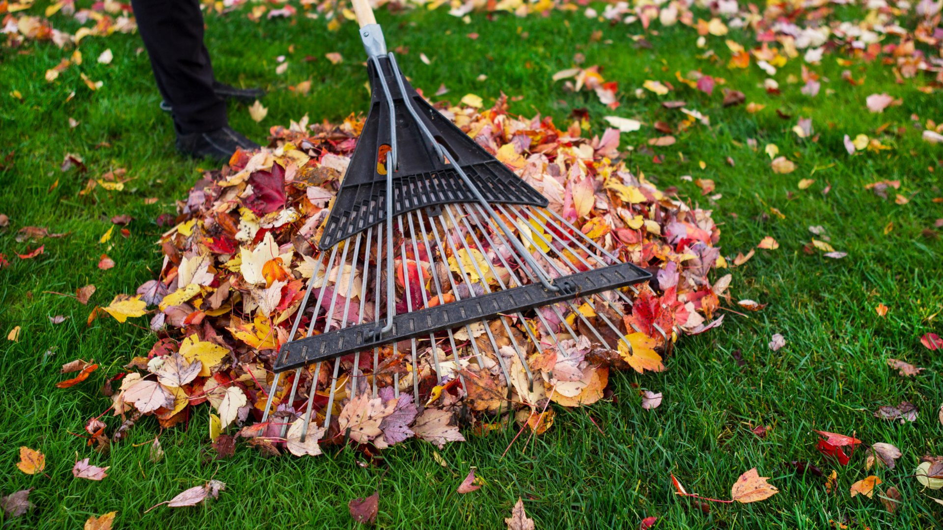 Raking leaves for fall yard maintenance